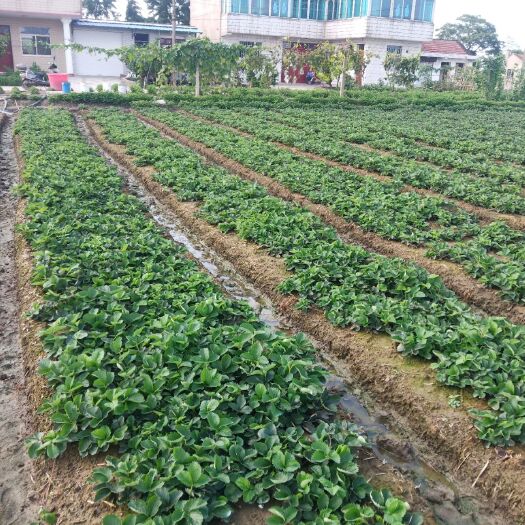 南通红颜草莓苗 10~20公分 地栽苗
