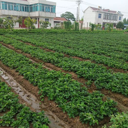 南通 奶油草莓苗
