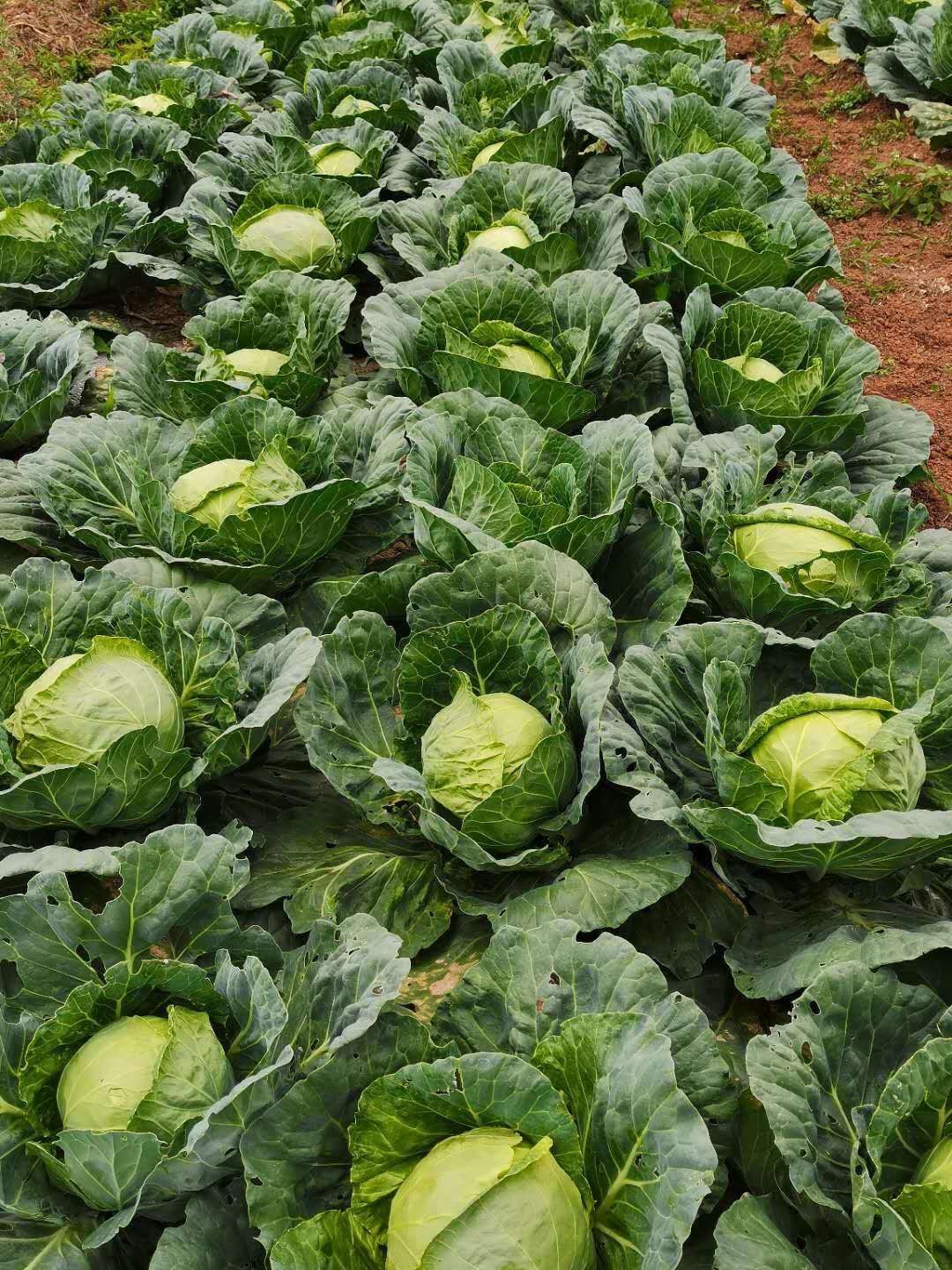 [绿包菜批发]绿甘蓝 甘蓝价格0.6元/斤 - 惠农网