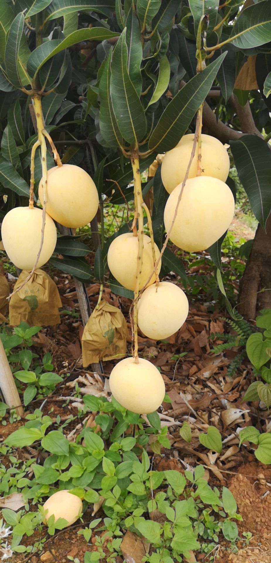 华坪县热农芒果 3两以上到