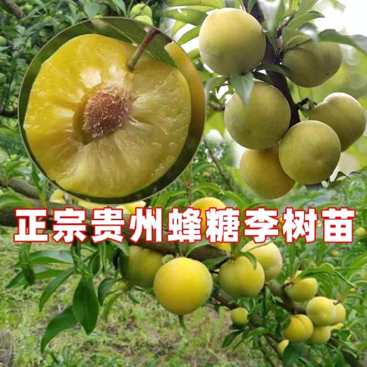 镇宁县蜂糖李树苗专卖店 贵州安顺原产地发货  不用担心买到假品种