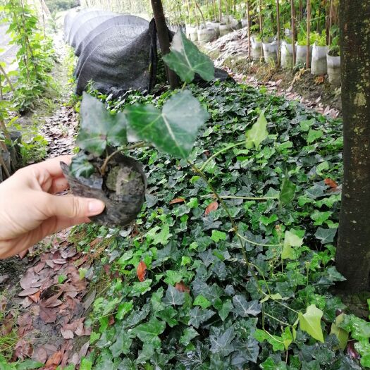 成都不落叶爬山虎批发 50—2米长 五叶地锦 四川藤本植物基地