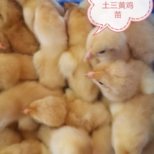 南宁三黄鸡苗 统货