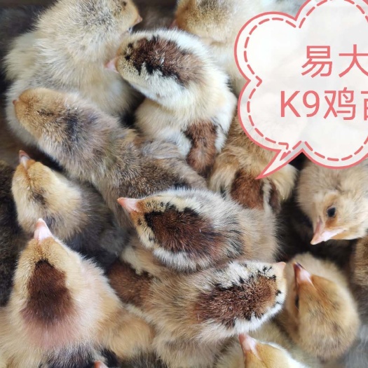南宁K9鸡苗 统货