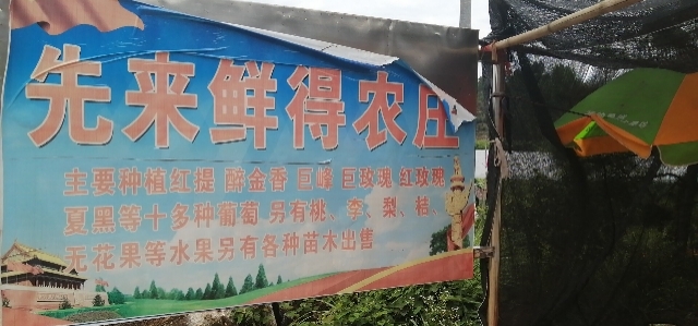丰城市 葡萄园现货采摘批发