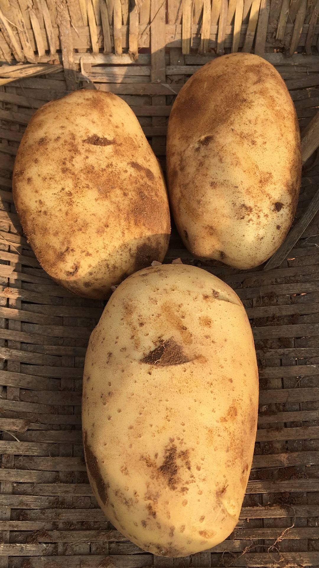 会泽洋芋 3两以上