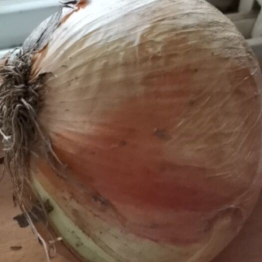 潍坊黄皮洋葱新鲜上市一手货源商超电商批发大量现货地头现摘现发对接
