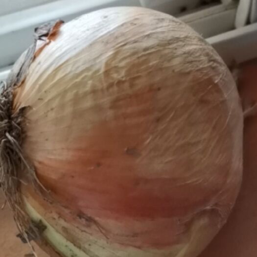 高密市黄皮洋葱大量上市中产地直销一手货源