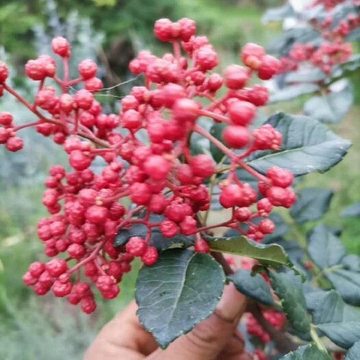 礼县陇南花椒 陇南伏椒，油椒，不打蜡，不打药，色鲜味麻