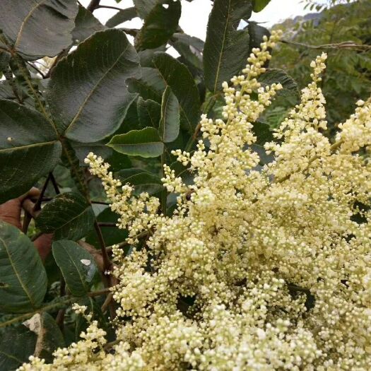 洪江市湘西土蜂蜜（不包邮）