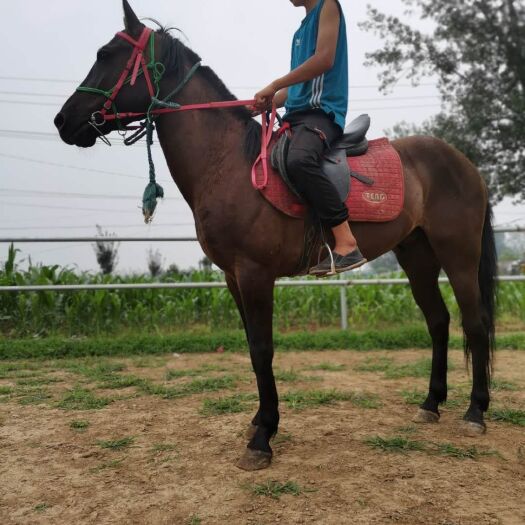 嘉祥县 骑乘马活的驯养温顺老实优良马匹半血马马驹景区用观赏骑乘马活体