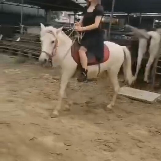 嘉祥县 小白龙马 骑乘拉车 肩高1.20米