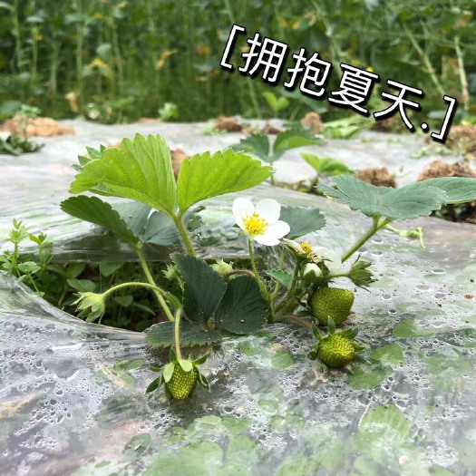 怀化红颜草莓 20克以上