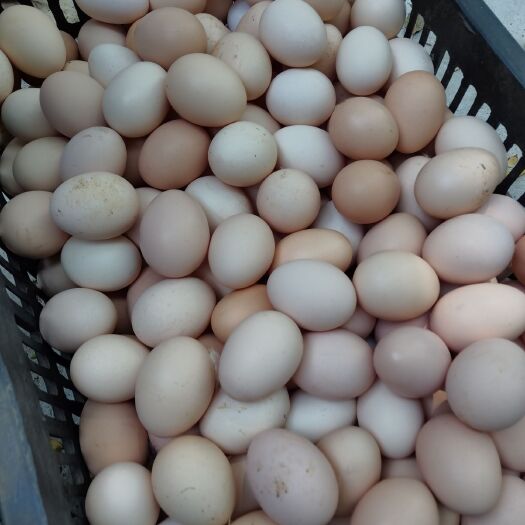 长兴县粉蛋 食用 散装