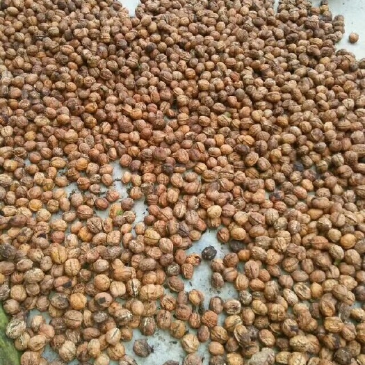 盐源县 天然鲜核桃