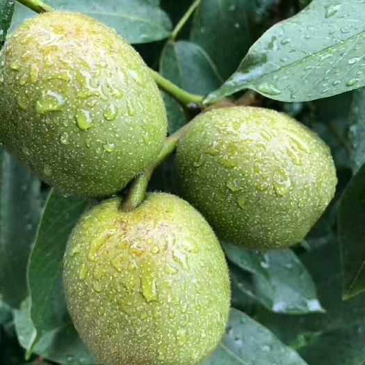 盐源县大优1号 大优一号，天然鲜果，吃得放心，口感香味十足，欢迎来选购！