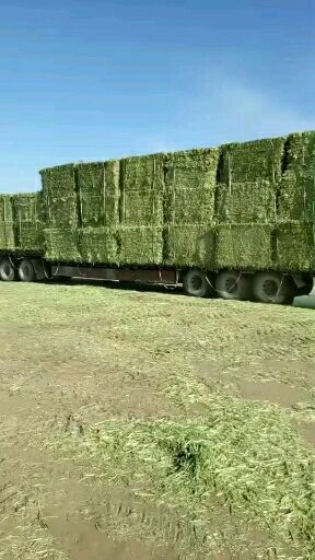 杜尔伯特青绿饲料  燕麦草