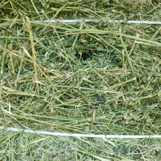 杜尔伯特青燕麦草  苜蓿草，大庆苜蓿草