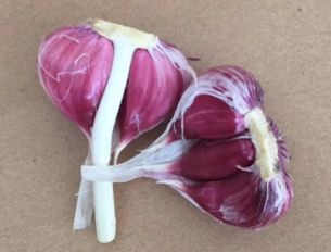 红皮蒜  紫皮四六瓣大蒜