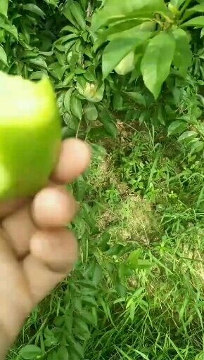 随县 奈李个大，糖分足，吃起来有种淡淡的香味