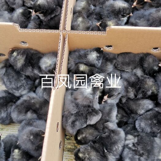 昆明芦花鸡苗 快大型芦花鸡肉鸡 出壳苗