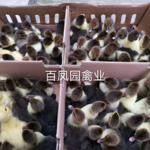 昆明 火鸭番鸭 黑旱鸭 白旱鸭鸭苗 出壳苗