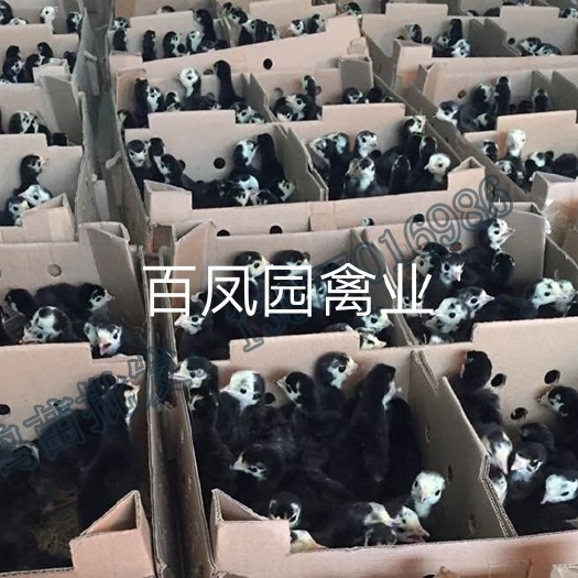 昆明 贝蒂娜火鸡鸡苗 出壳苗