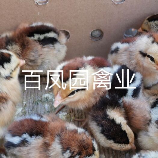 昆明瑶鸡苗 黑瑶土鸡 瑶鸡 出壳苗