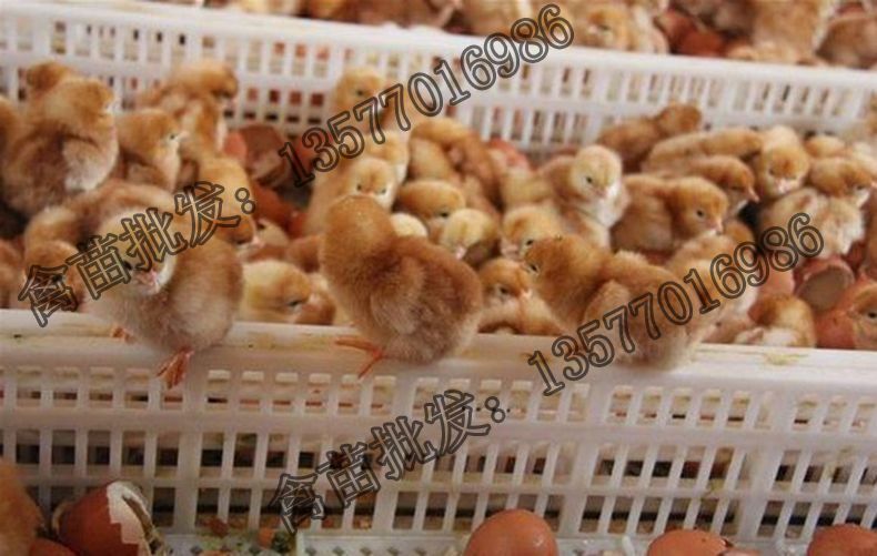 昆明 红毛蛋鸡 海兰褐蛋鸡鸡苗 出壳苗
