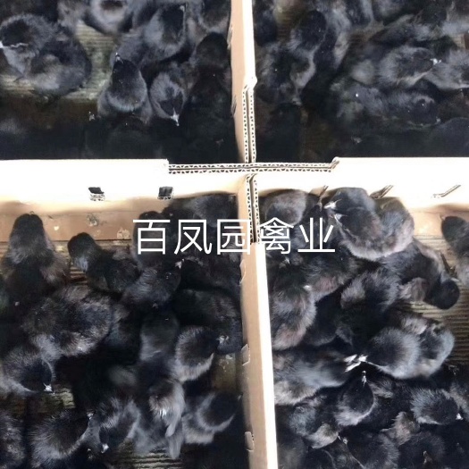 昆明 快大型黑毛乌鸡肉鸡 出壳苗鸡苗