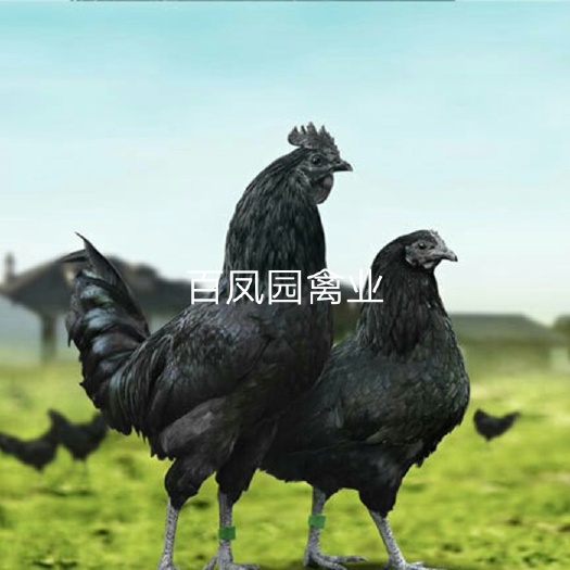 昆明 五黑绿壳蛋鸡 鸡苗 出壳苗