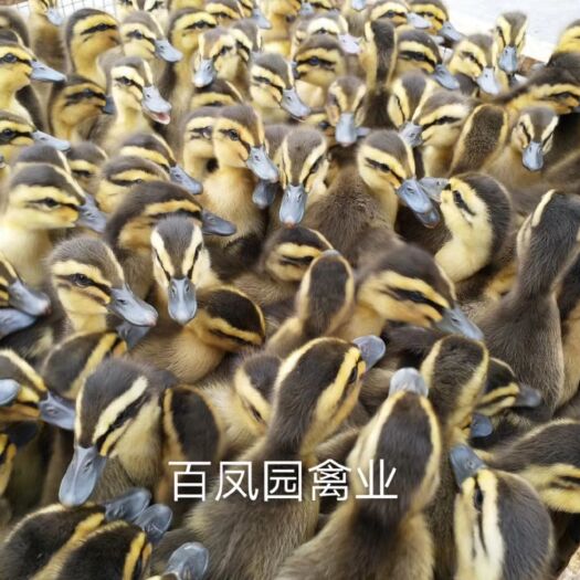 昆明 麻鸭 水鸭鸭苗 出壳苗