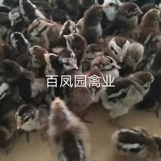 昆明 云南无量山白肉土鸡 鸡苗 出壳苗