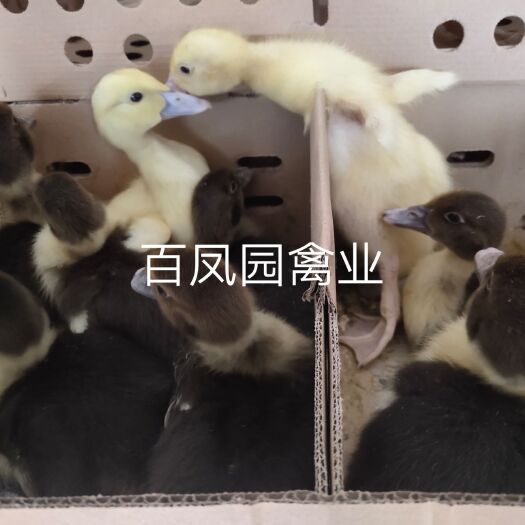昆明 火鸭旱鸭 番鸭 鸭苗 脱温苗