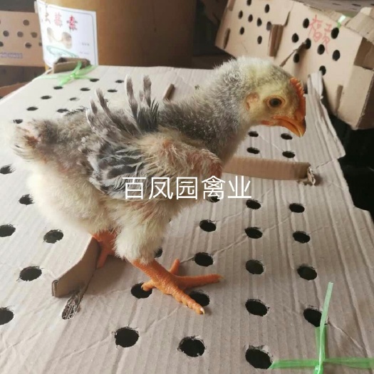 昆明 快大型芦花鸡鸡苗 肉鸡 脱温苗