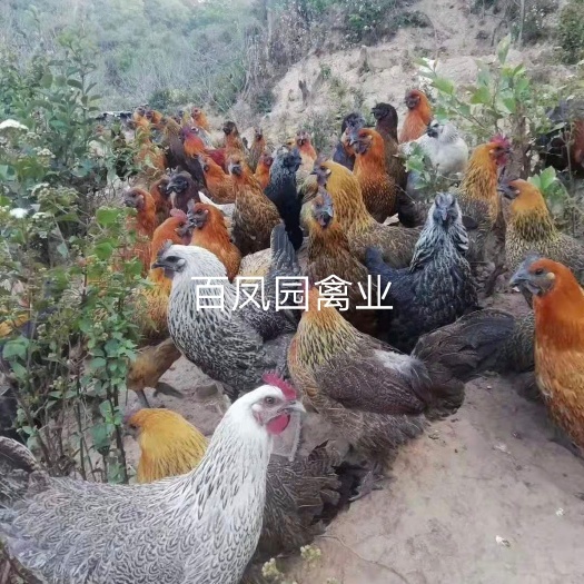 昆明 云南无量山黑肉土鸡 鸡苗脱温苗