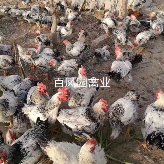昆明 快大型芦花鸡肉鸡 鸡苗 脱温苗