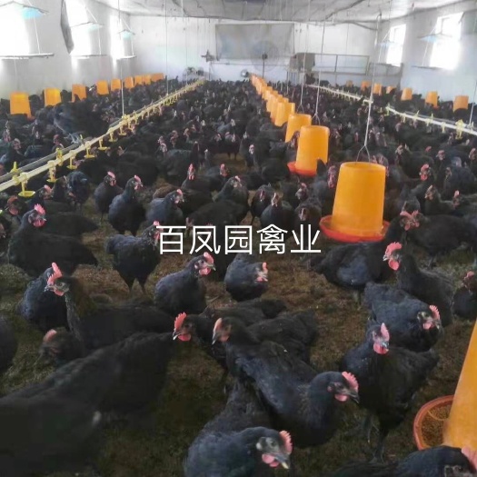 昆明 天露五号 小黑鸡鸡苗 脱温苗