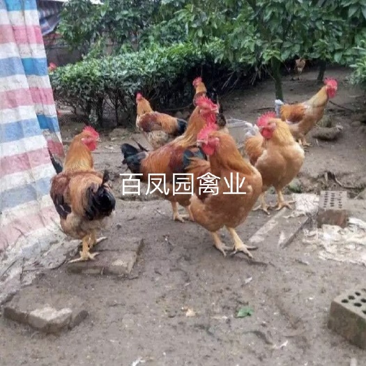 昆明 快大型三黄肉鸡 鸡苗 脱温苗