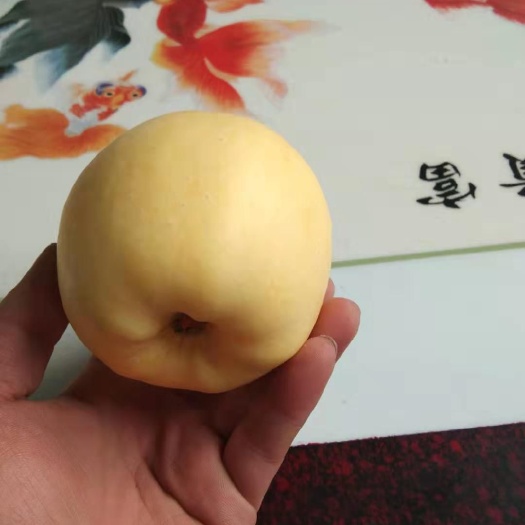 泰安维纳斯黄金苹果苗 品种纯正 晚熟苹果树苗新品种
