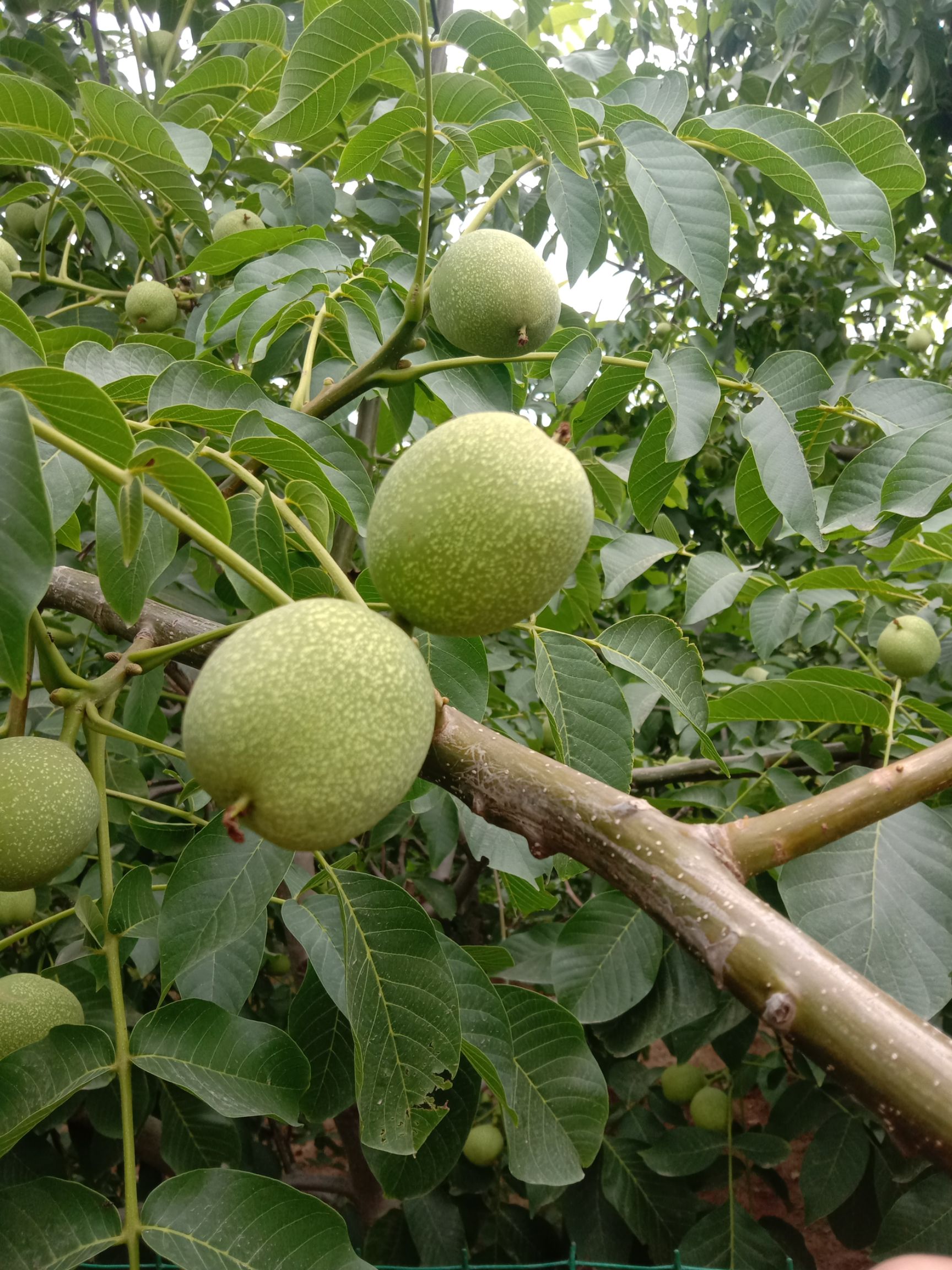 核桃苗 嫁接薄皮核桃苗