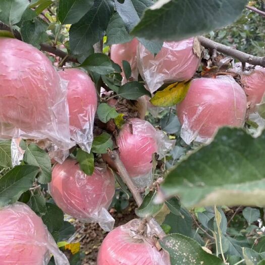 虞城县 精品苹果/美八苹果