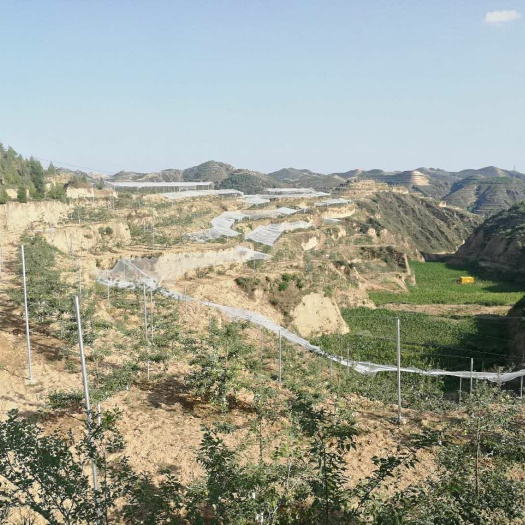 米脂县 苹果园，树龄六年，苹果园面积总计100亩，设施齐全。