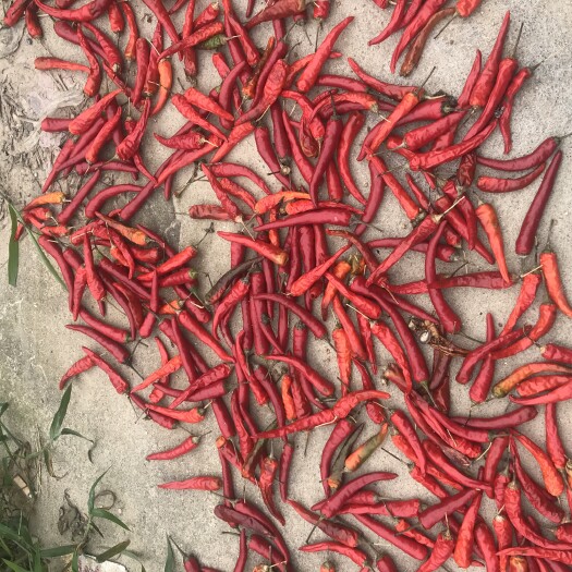 红安县新紅利朝天椒 特辣