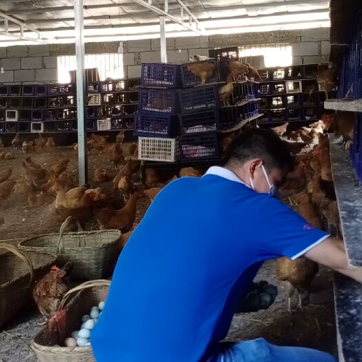 赤壁市树林散养~虫草土鸡蛋，
