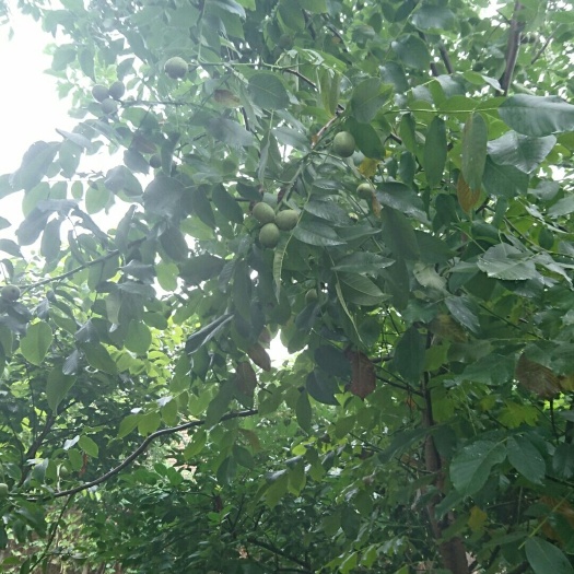 保定 自家产纯绿色，无公害薄皮核桃，质优价廉，另有少量文玩核桃。
