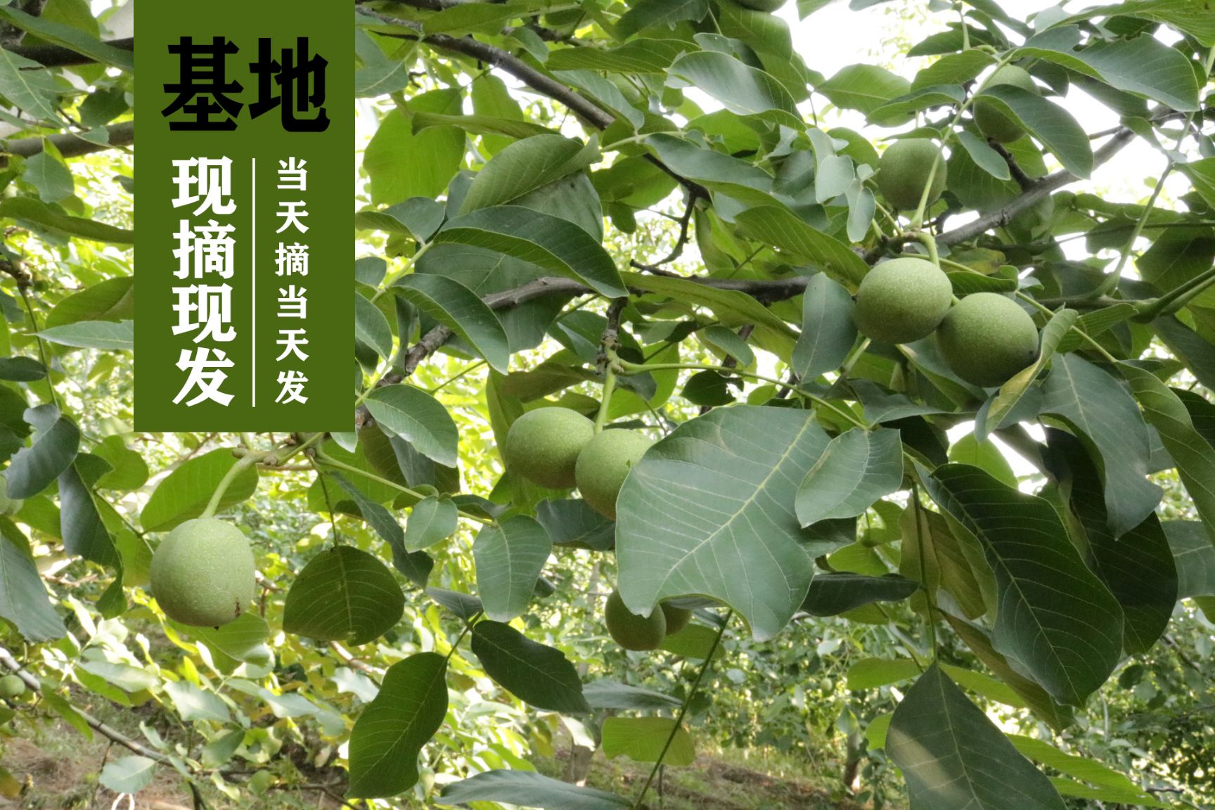 2025年青皮核桃鲜核桃湿核桃，大果5斤装基地现摘现发