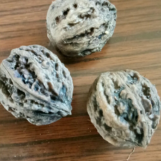秦皇岛 天然山核桃，核雕，大山馈赠