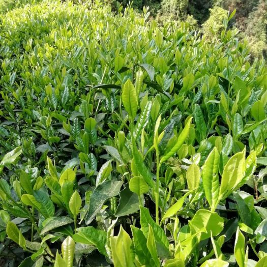 古丈县绿色湘西特产:办公用高山绿茶，一芽二叶，口感不错、香爽型