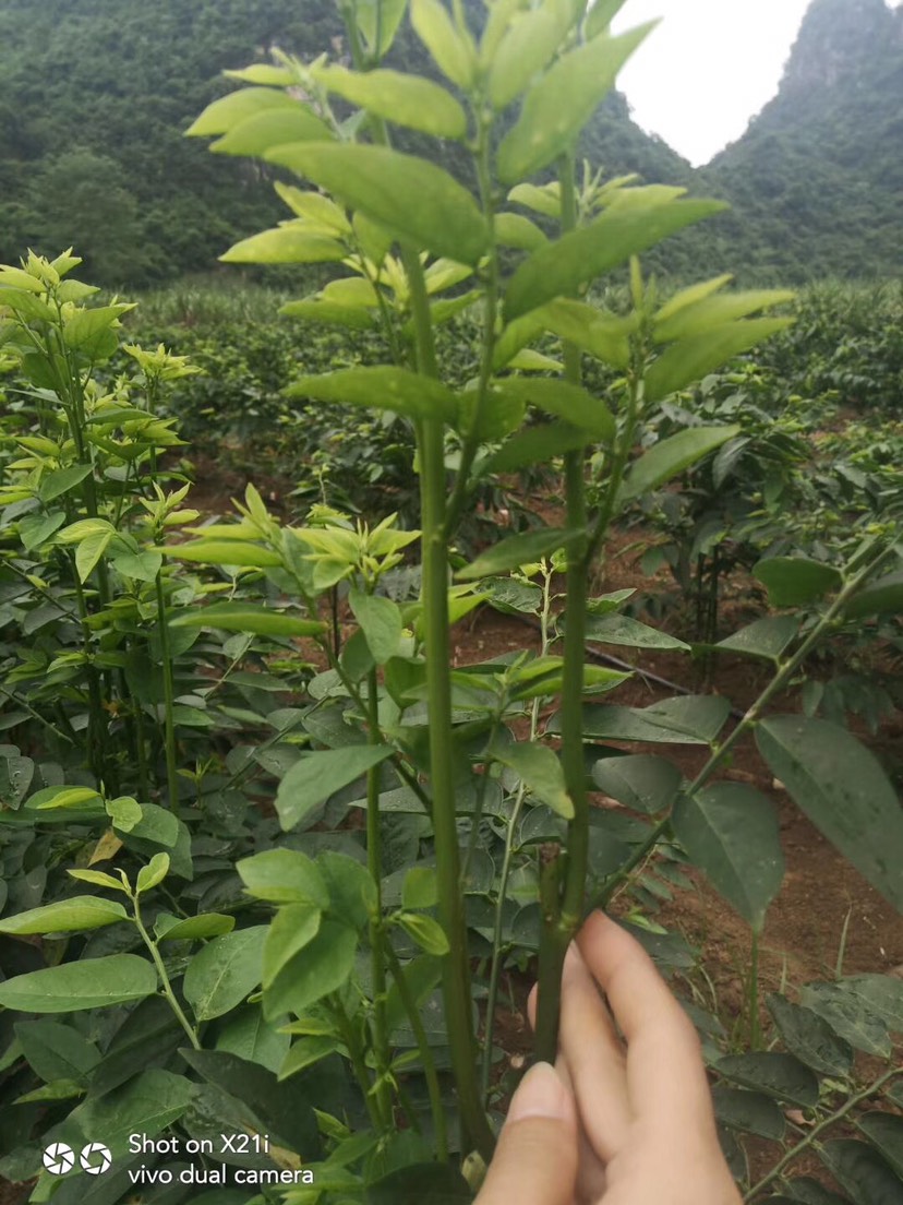 树仔菜苗 五指山野菜 天绿香苗 现货供应有一年苗有半年苗